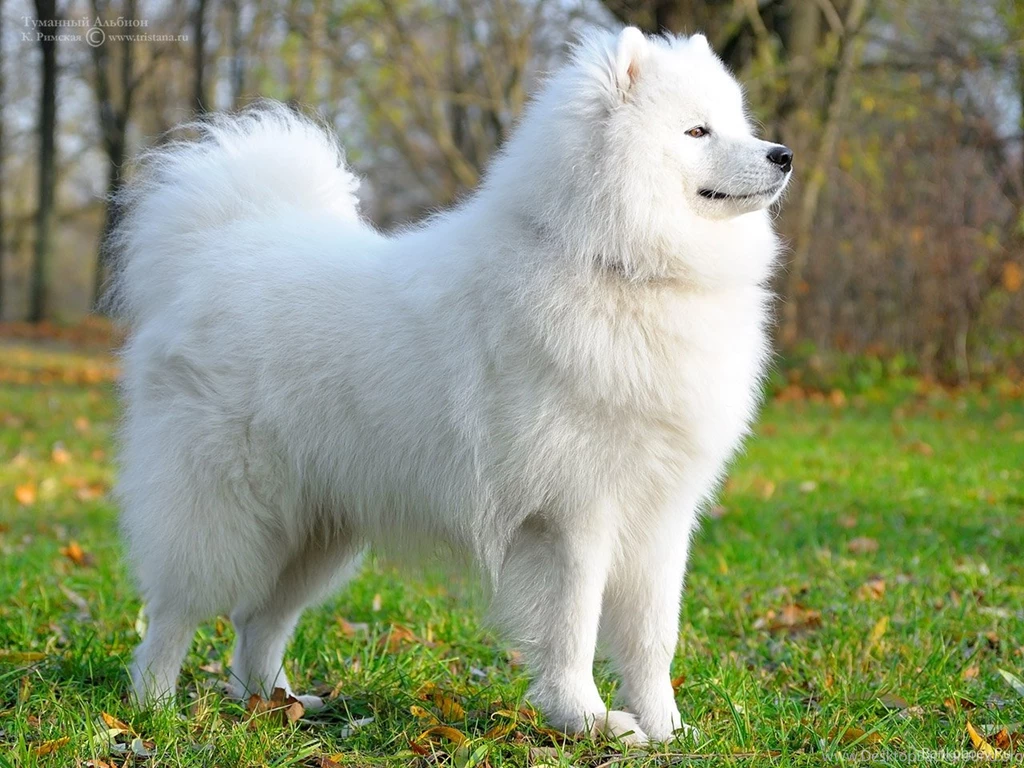 Samoyed Wallpapers Hd