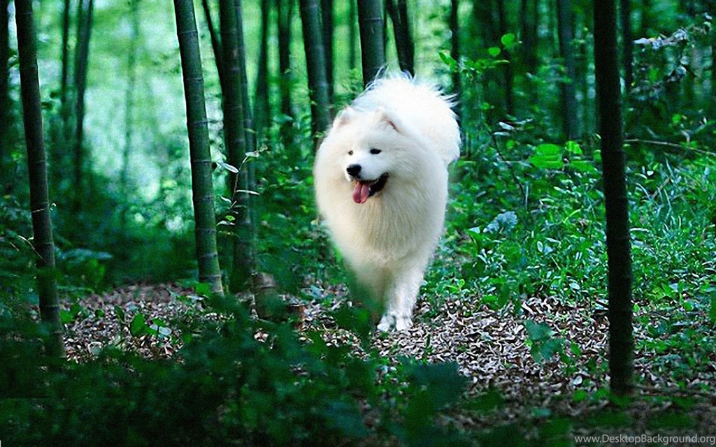 Samoyed Hi Resolution Wallpapers