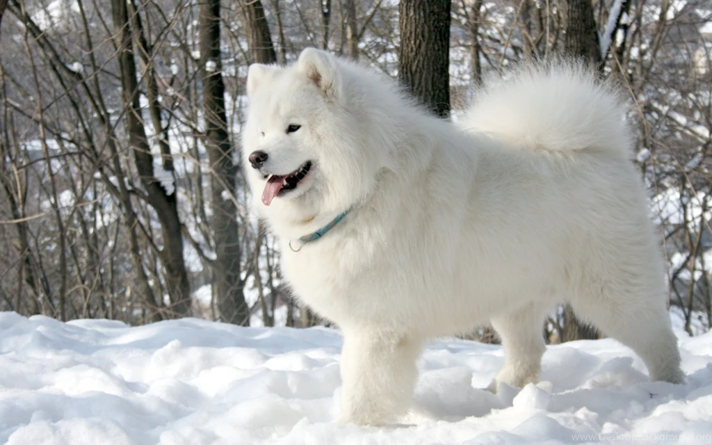 Dog Samoyed Wallpapers