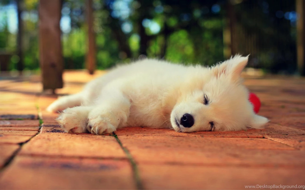 Samoyed Windows 8 Wallpapers