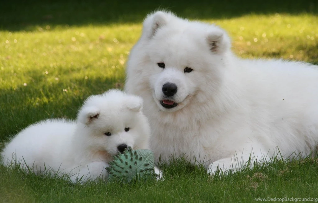 Hd samoyed dogs pics.jpg