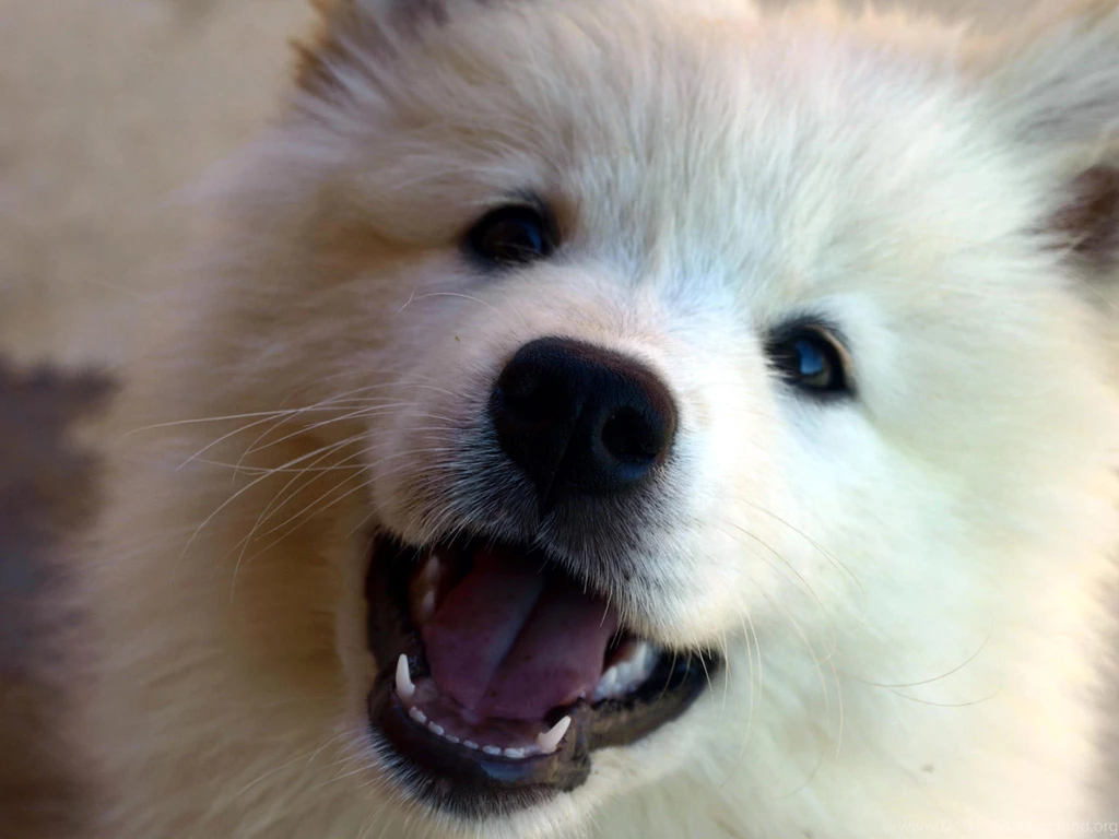 Desktop samoyed dog pictures dowload.jpg