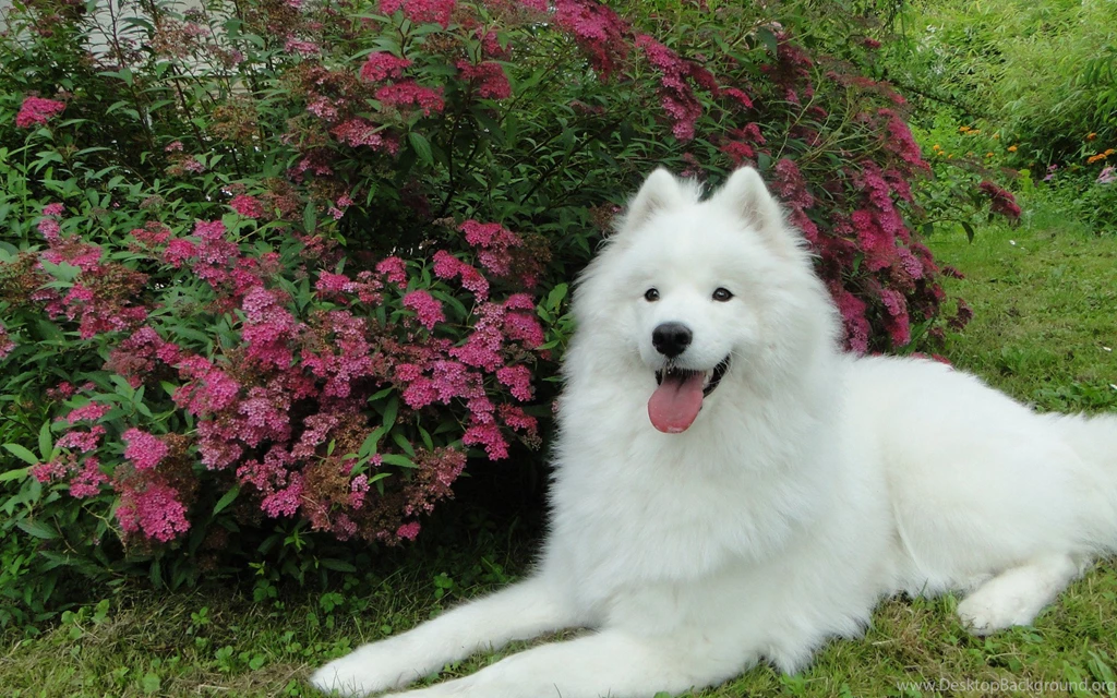 Garden Dogs Samoyed Samoyede Wallpapers