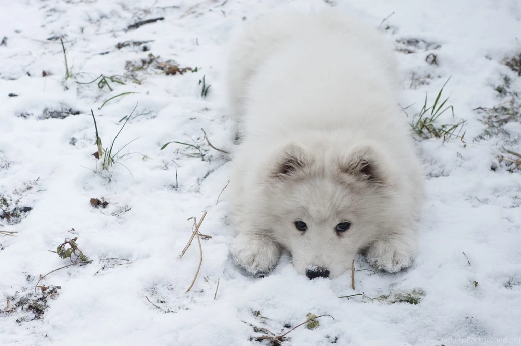 SAMOYED Dog Dogs Canine Wallpapers
