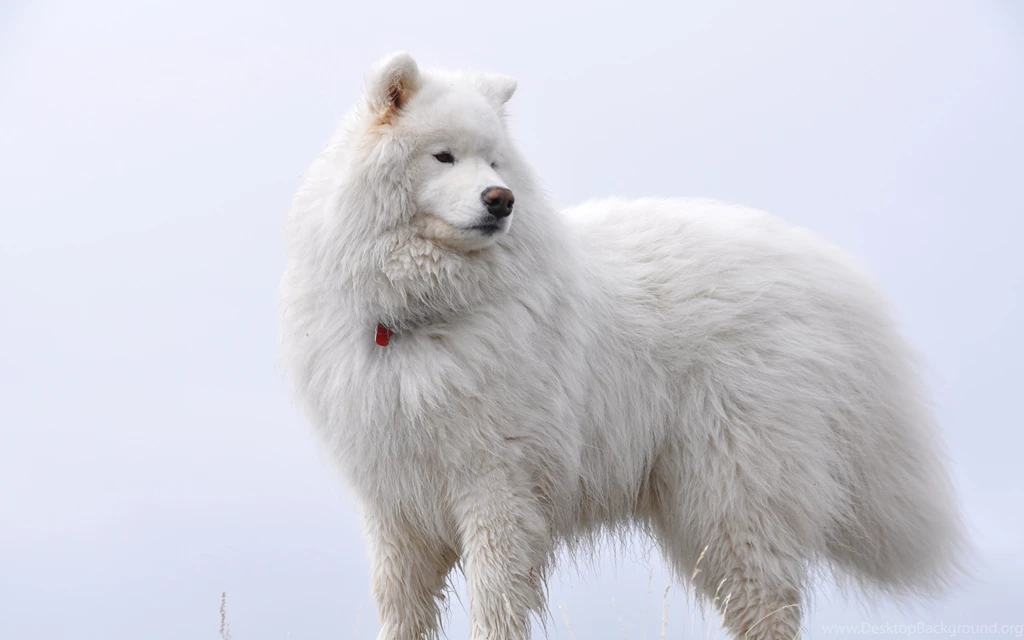 Download Wallpapers 3840x2400 Samoyed, Fluffy, Dog Ultra HD 4K HD ...