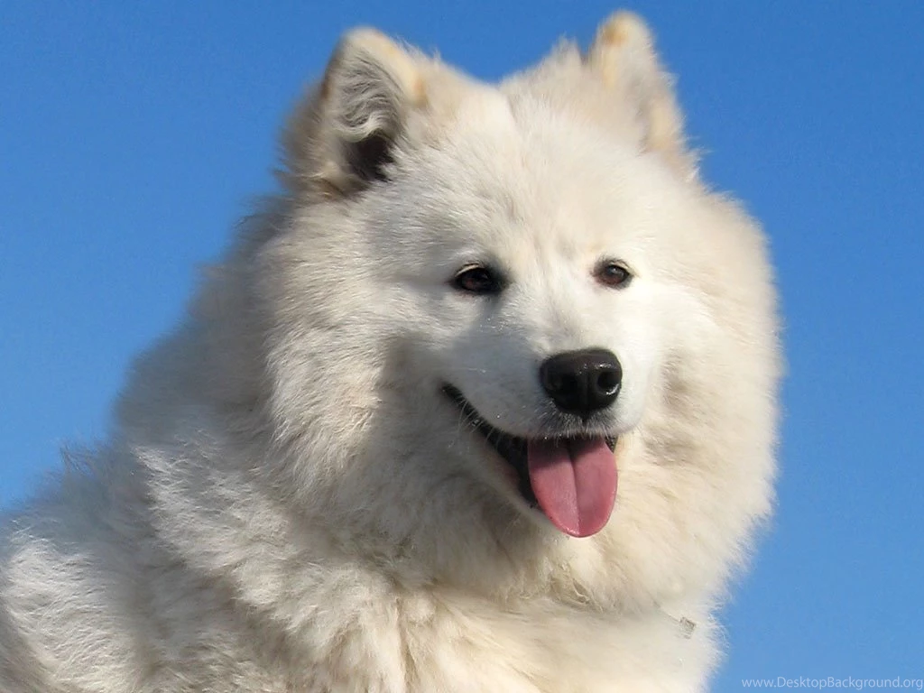 Samoyed Awesome Wallpapers