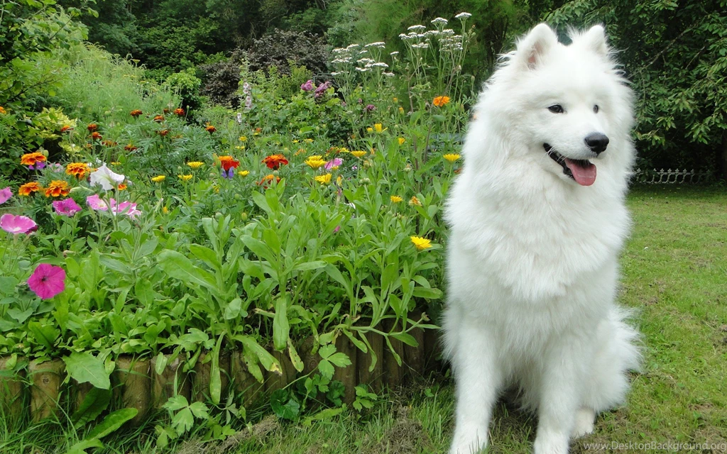 Flowers Garden Dogs Samoyed Samoyede Wallpapers