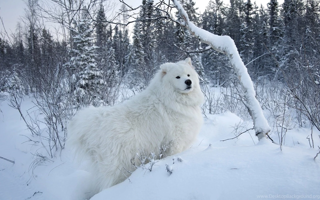 SAMOYED Dog Dogs Canine Wallpapers