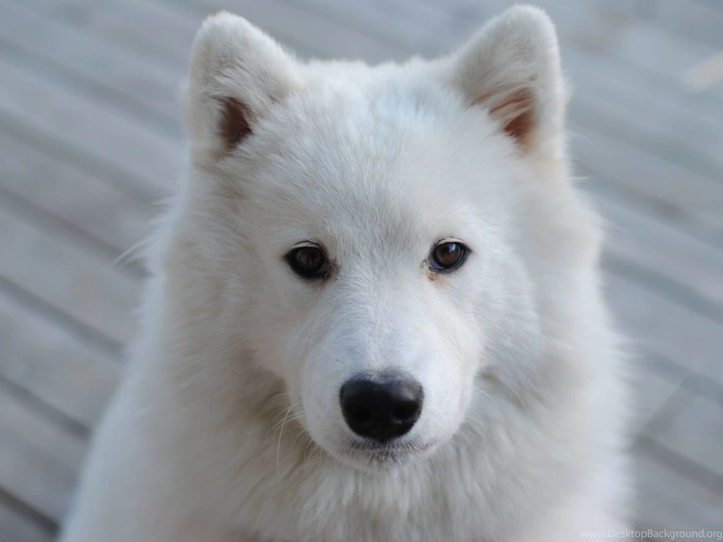 Samoyed Best Wallpapers