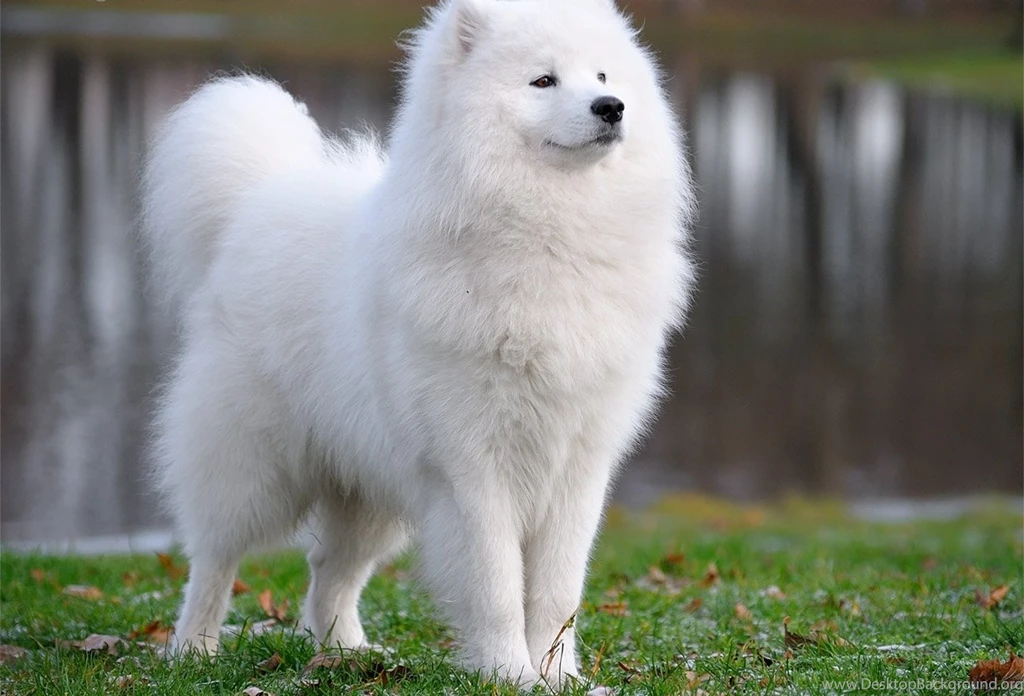 Samoyed Puppies Wallpapers Free