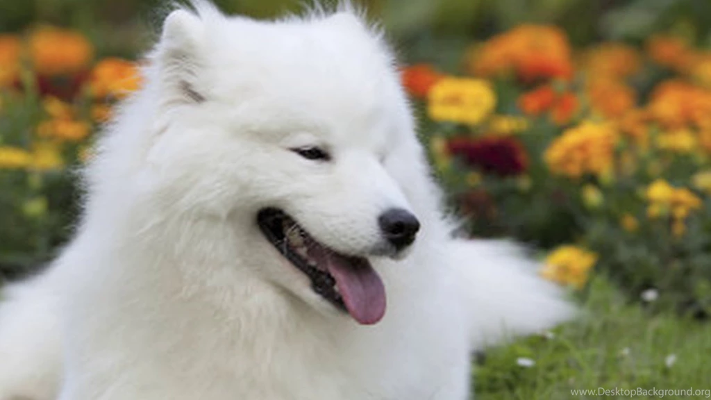 Champion Show Dog Kidnapped, Neutered