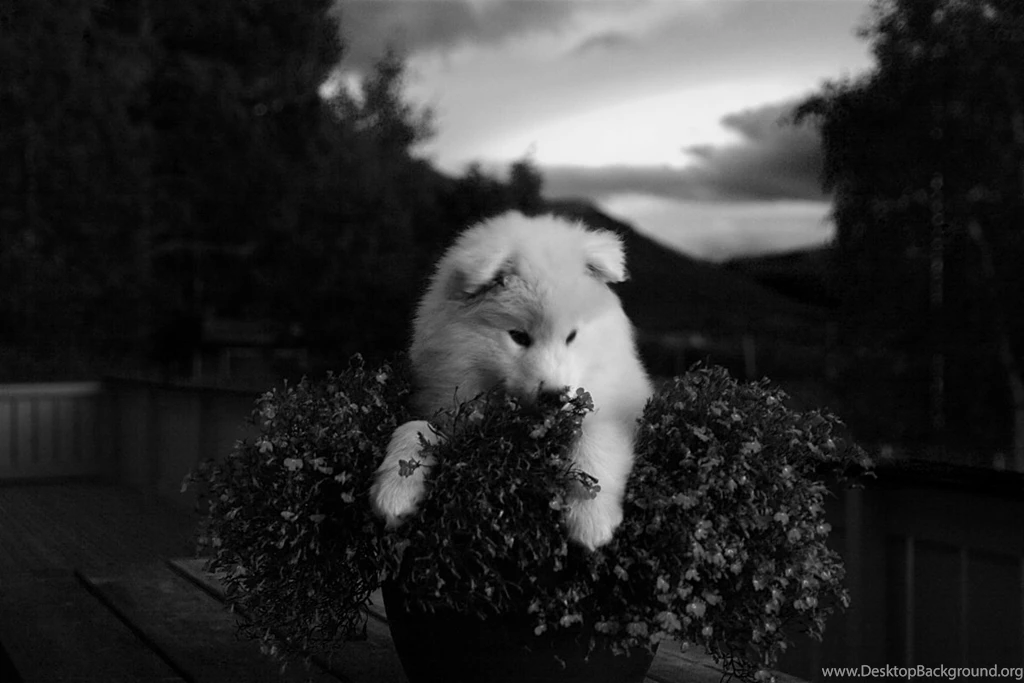 Index Of /user content/uploads/wall/o/49