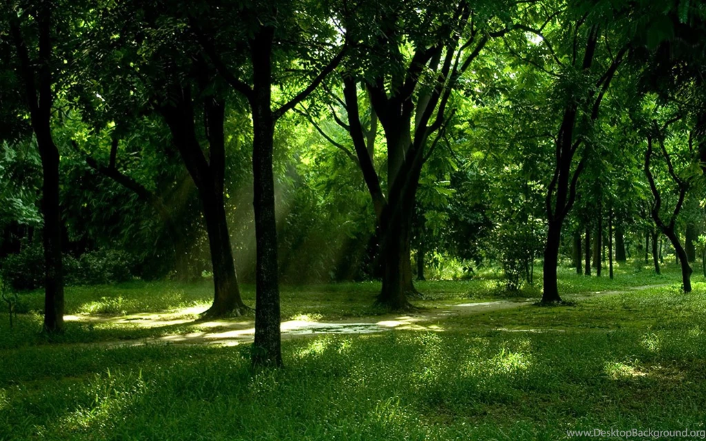 Through The Woods Of The Beautiful Sunshine HD Wallpapers 2 ...