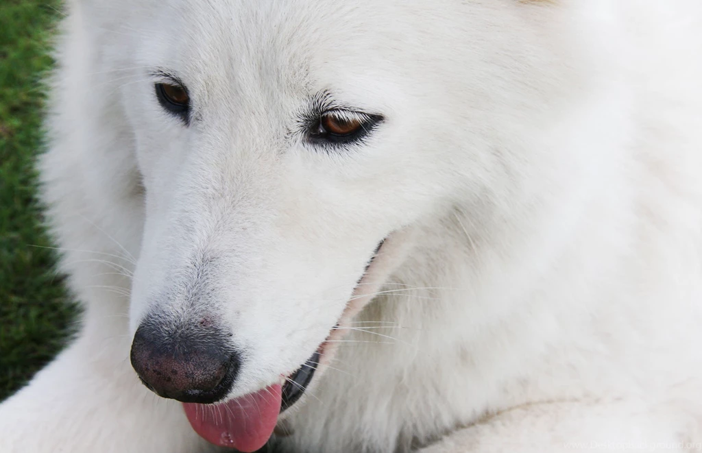 Samoyed Dog Computer Wallpapers, Desktop Backgrounds