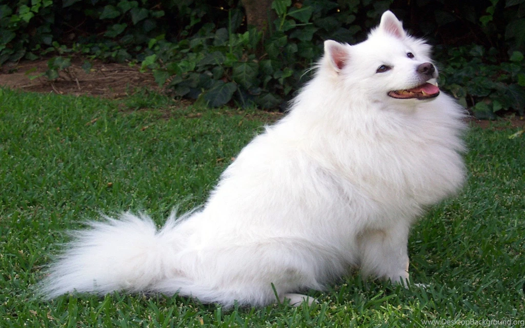 SAMOYED Dog Dogs Canine Wallpapers
