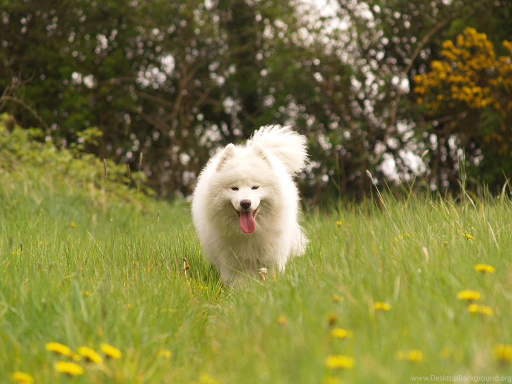 SAMOYED Dog Dogs Canine Wallpapers