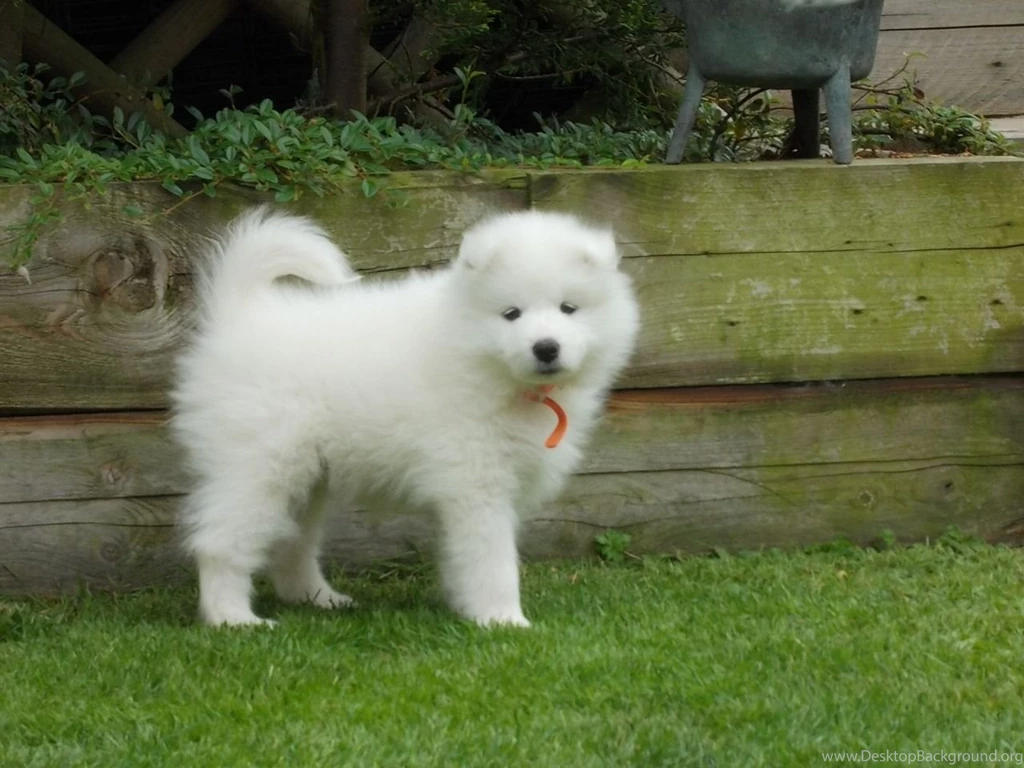 Samoyed Puppy (id: 51171) – BUZZERG