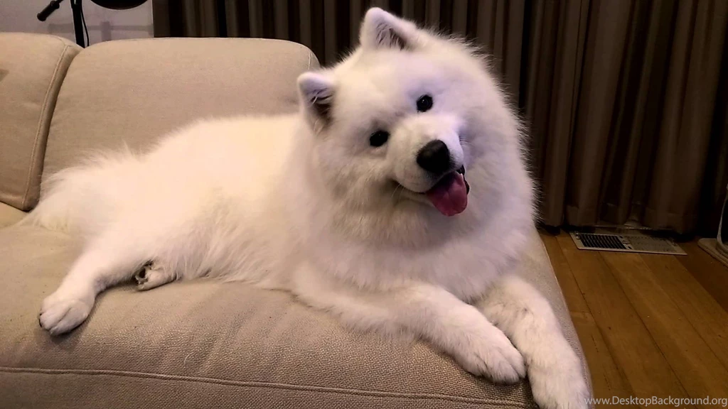 Samson The Samoyed "What's That Noise?" YouTube