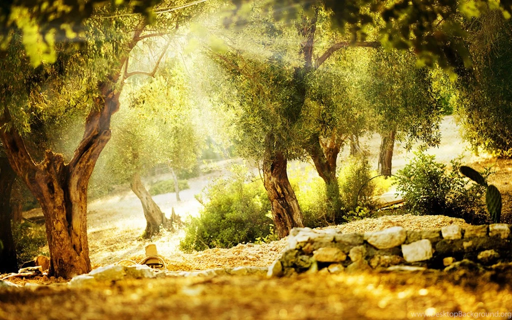 Through The Woods Of The Beautiful Sunshine HD Wallpapers 6 ...