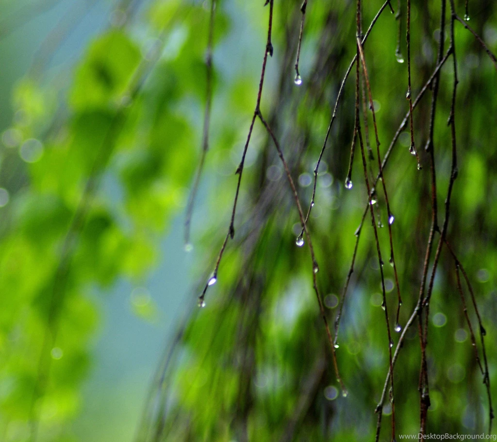Wet Twigs Summer Lg G Flex 2 Wallpapers HD 2160x1920