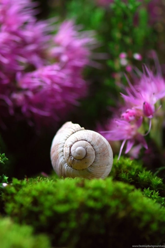 The Beautiful House Mobile Wallpapers   Mobiles Wall