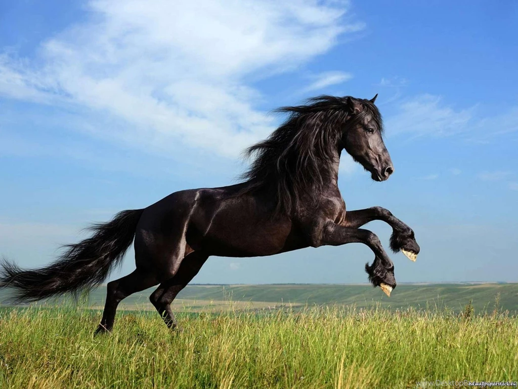 Horse Jumping Desktop Wallpapers Wallpaper, Wallpapers Hd ...