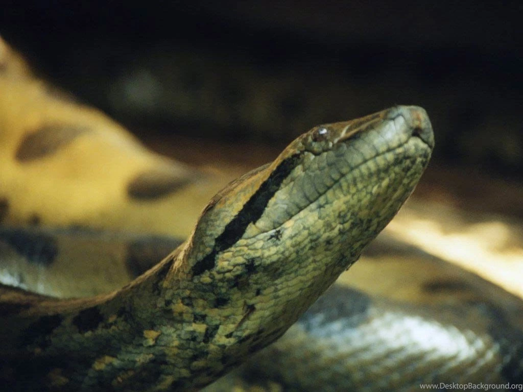 A Selection Of 8 Images Of Anaconda In HD Quality