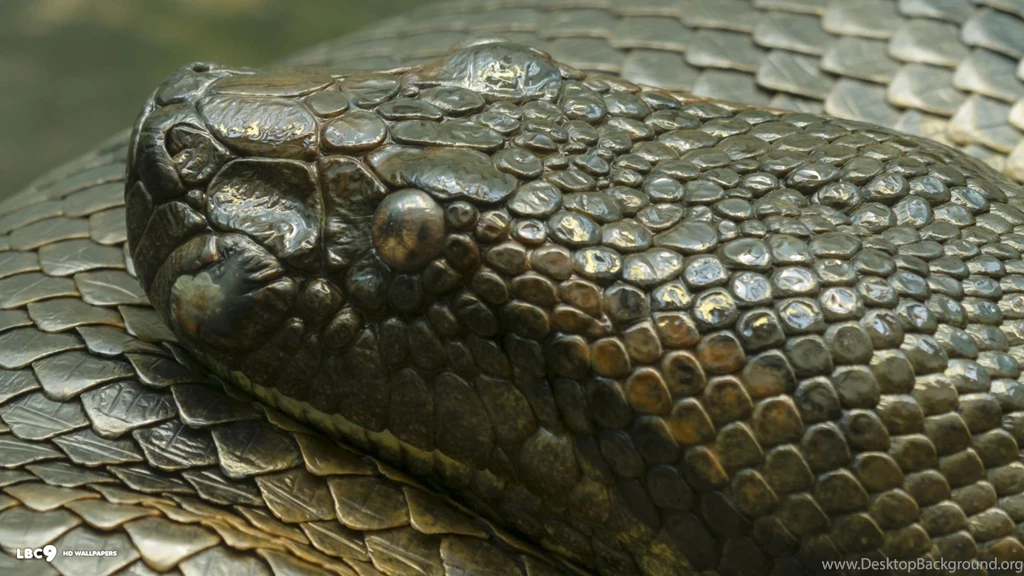 Anaconda Wallpapers 3/7