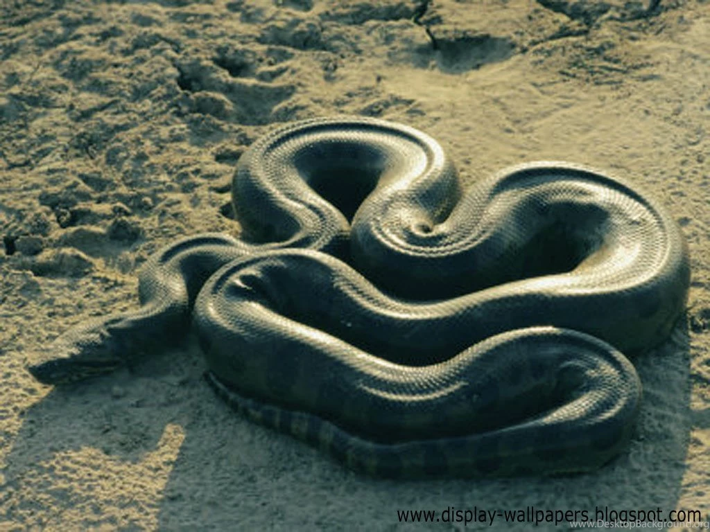 Great Anaconda Snake Wallpapers