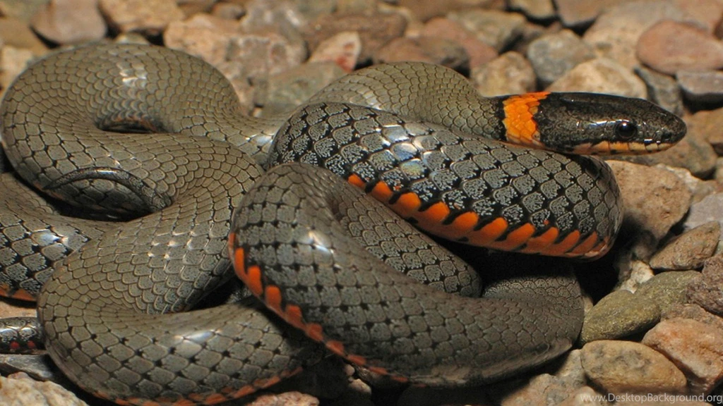 Anaconda Python Snake Hd Wallpapers : Wallpapers13.com