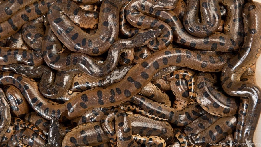 Mating Anacondas Desktop Wallpapers Hd 3840x2400 : Wallpapers13.com