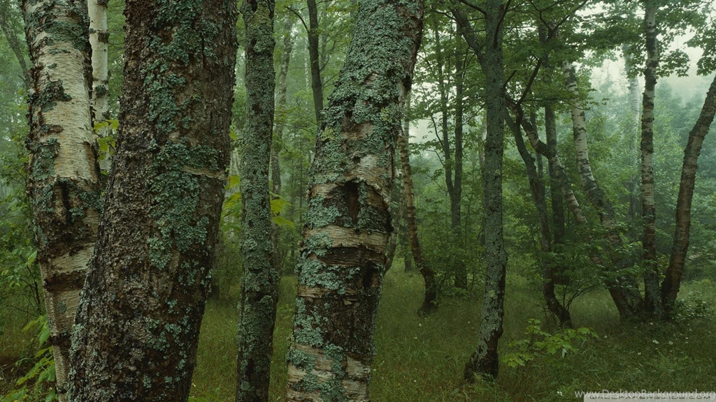 Hd Wallpapers Dual Monitor Wallpapers » WallDevil   Best Free HD ...