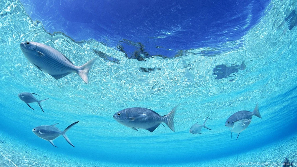Underwater wallpaper hd wallpapers