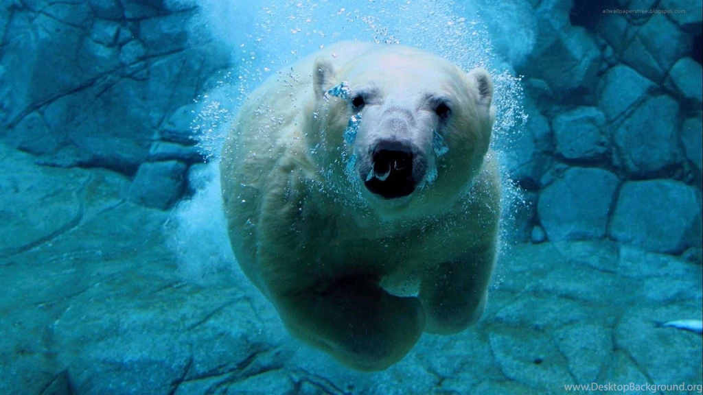 Underwater Bear Nice Hd Desktop Wallpapers