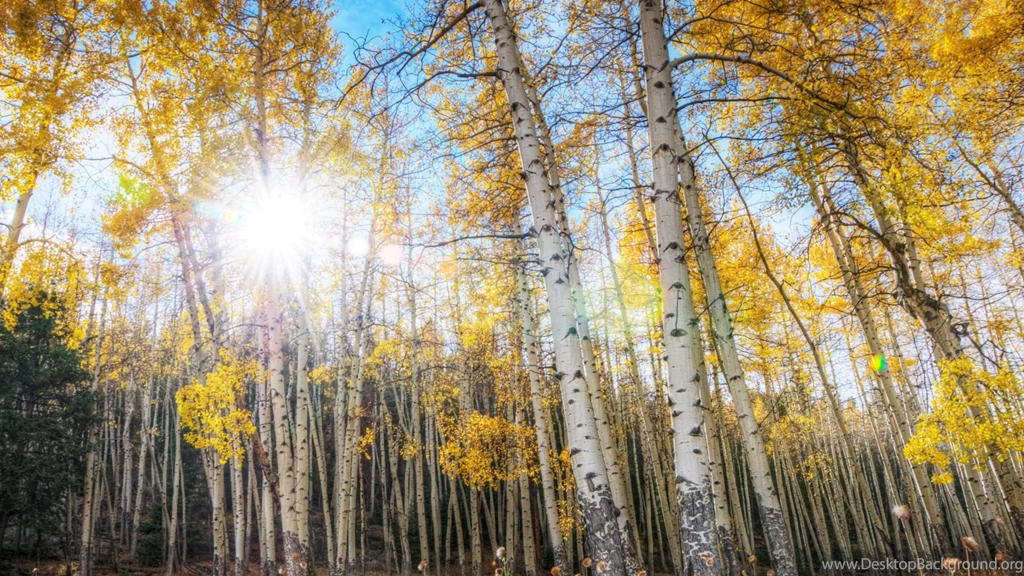 Aspen Wallpapers