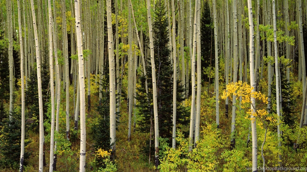 Free Aspen Wallpapers