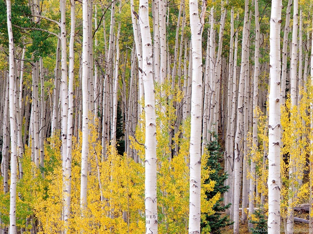30 Aspen Tree Wallpapers Pictures