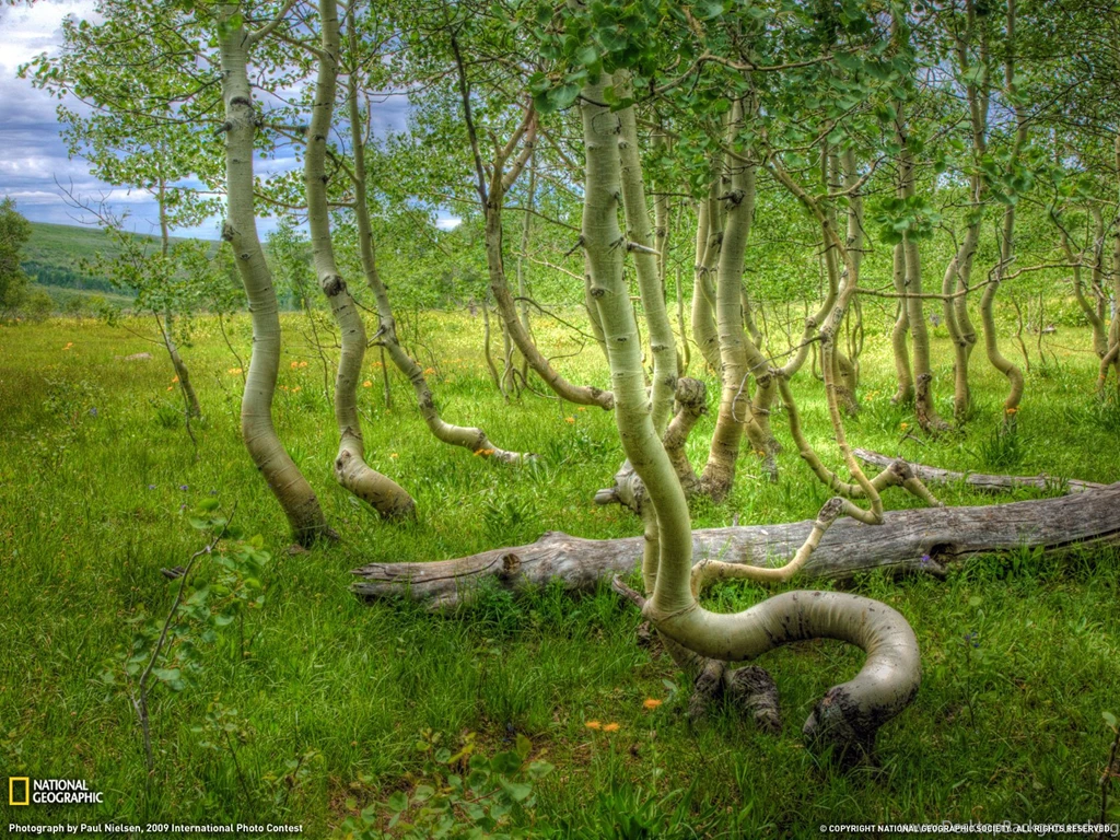 Aspen Grove Photo, Oregon Wallpapers National Geographic Photo Of ...