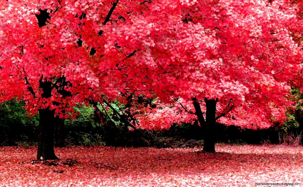 High Definition Desktop Wallpapers Widescreen