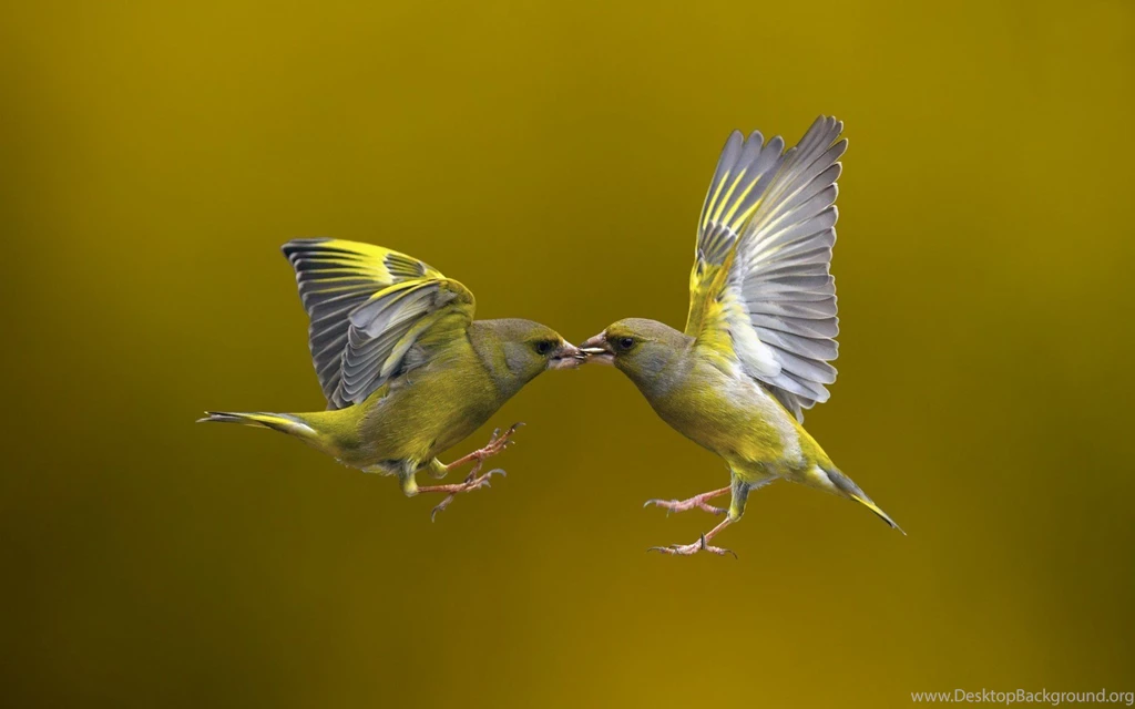 Two, Yellow, Birds, Flying, High, Resolution, Wallpaper, Photos ...