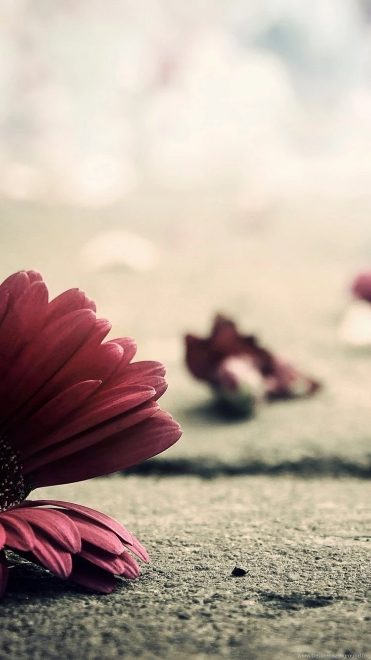 ☃ ☃ Will You Pay Attention To Vintage Iphone 6 Wallpapers In 2015 ...