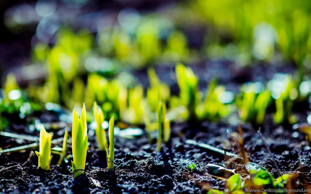 New Green Plants Grow Macro Wallpapers HD
