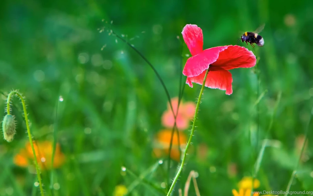 Desktop Wallpapers · Gallery · Nature · Wild Poppies And Bumblebee ...