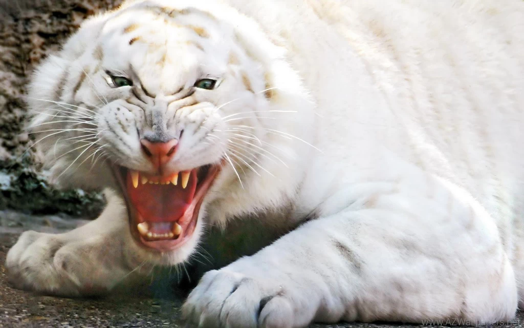 White Baby Tiger Wallpapers 3d Hd Pictures.