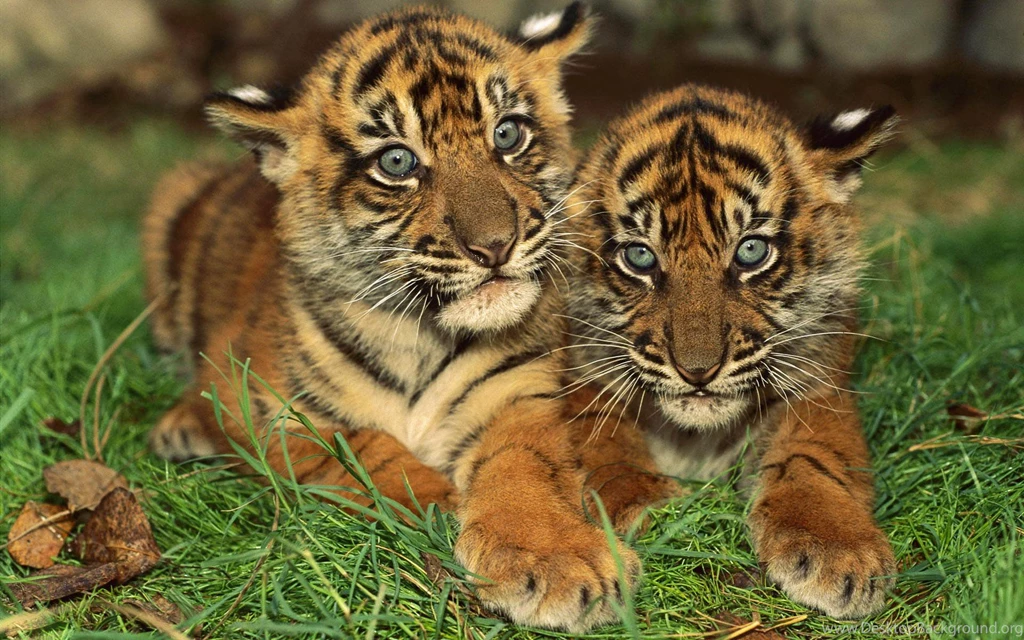 Baby Tiger Pictures