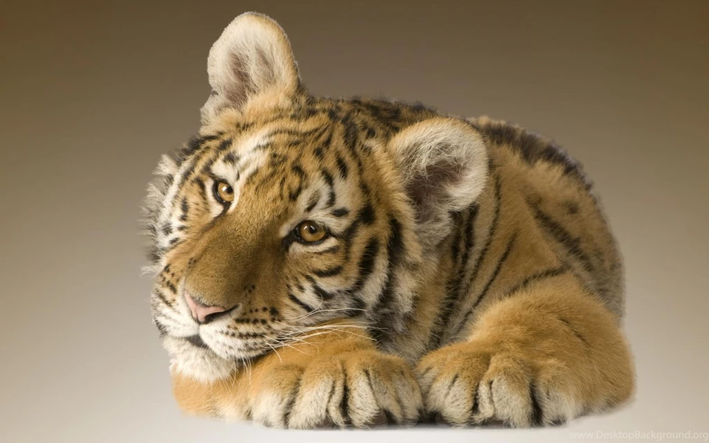 1067 Tiger HD Wallpapers