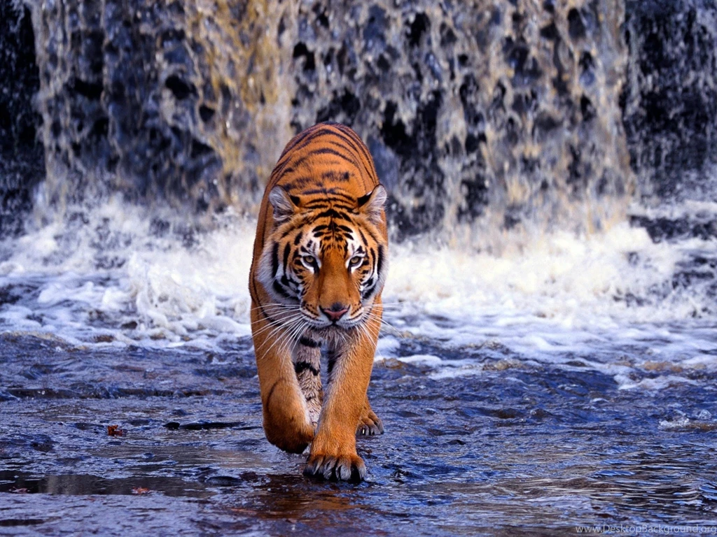 Pictures Of Baby Tigers And Wallpapers Download