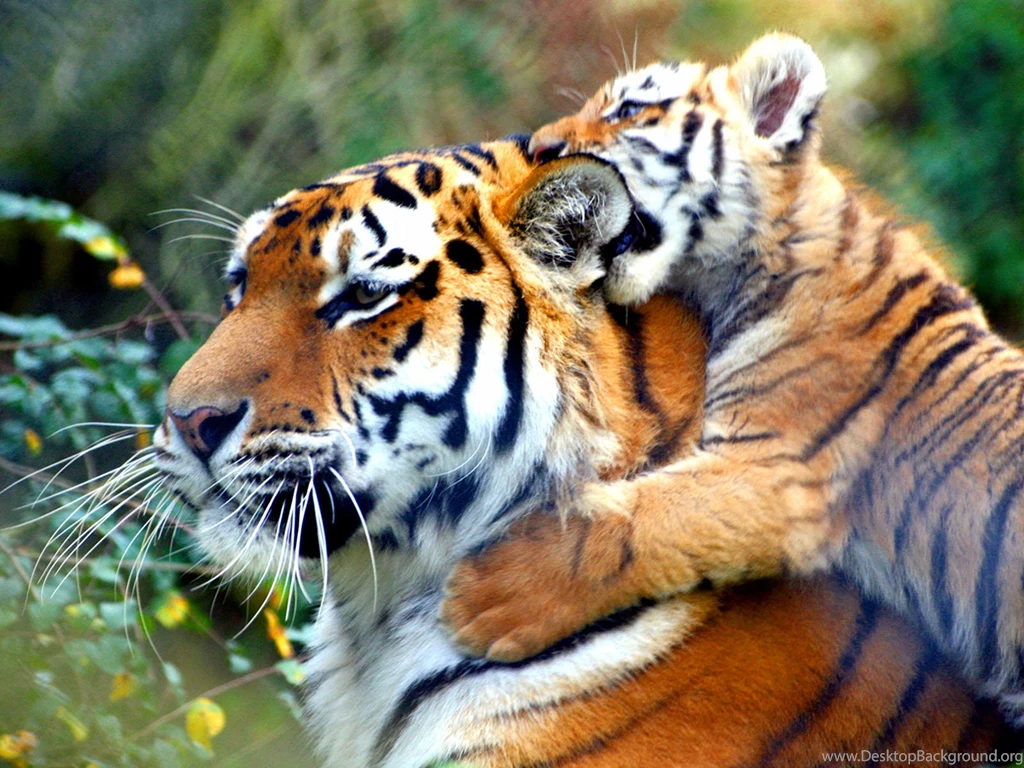 Pics Of A Baby Tiger Wallpapers 3d Hd Pictures.
