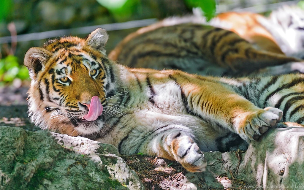 Pictures Of Baby Tigers And Wallpapers Download