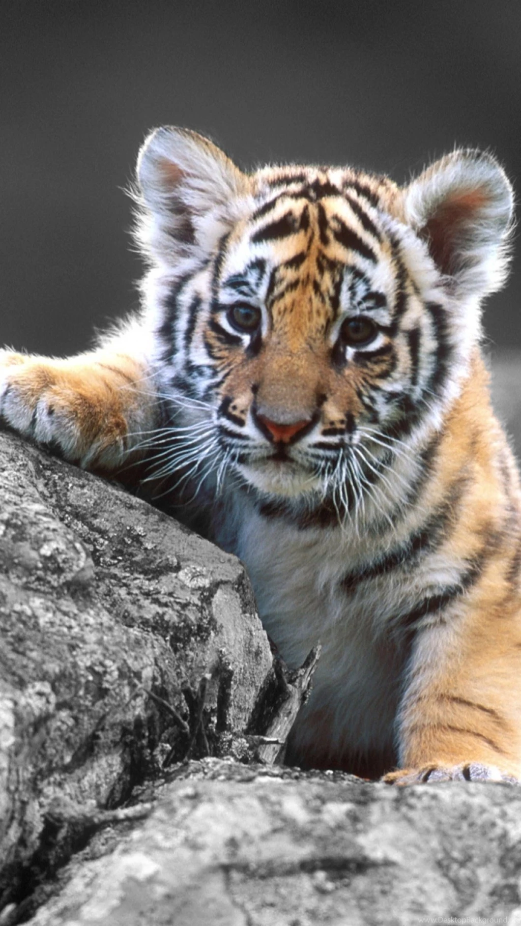 Baby Tiger S4 Wallpapers